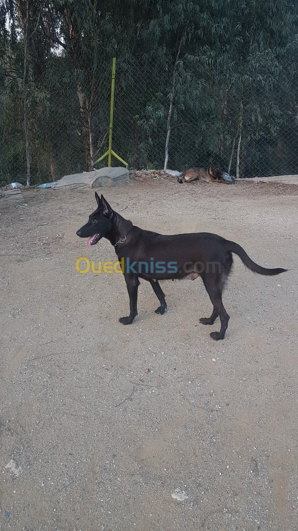 femelle malinois bleu mexicain à vendre pour élevage top