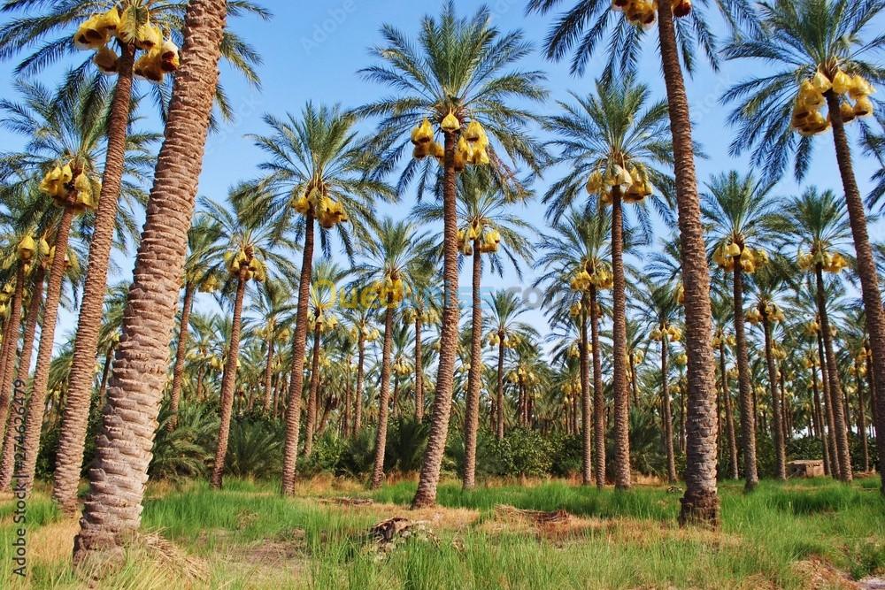 Vente Terrain Agricole Biskra Lichana