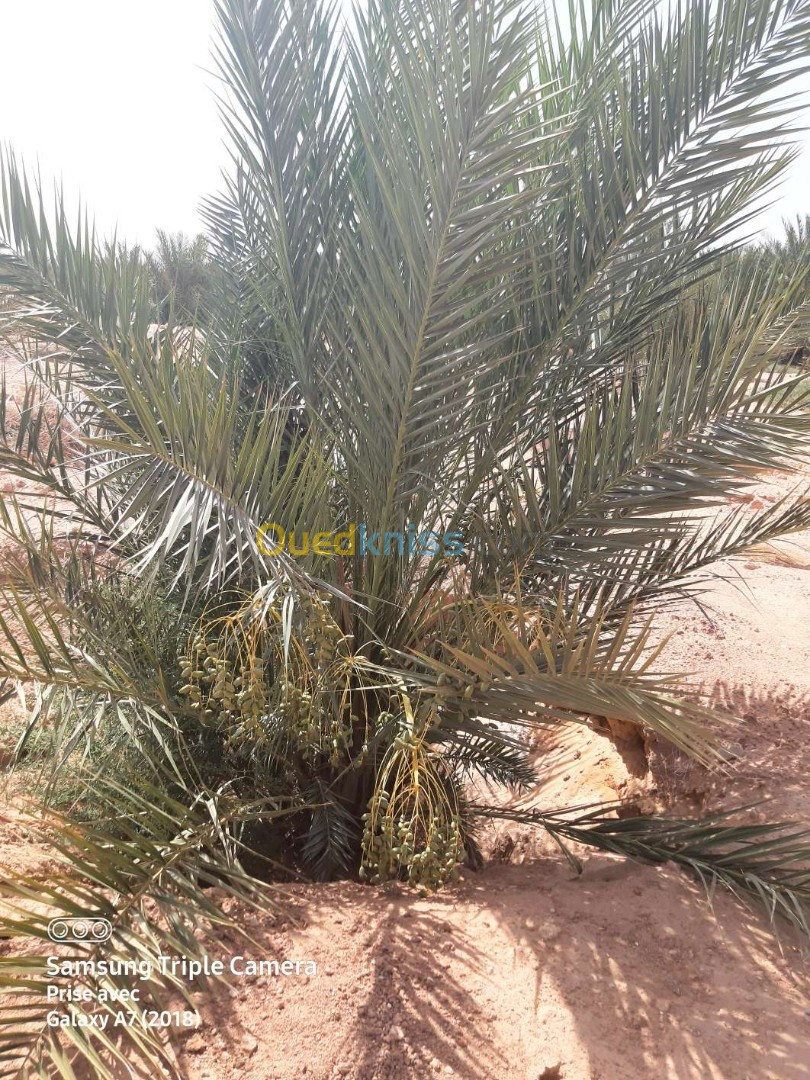 Vente Terrain Agricole Biskra El ghrous