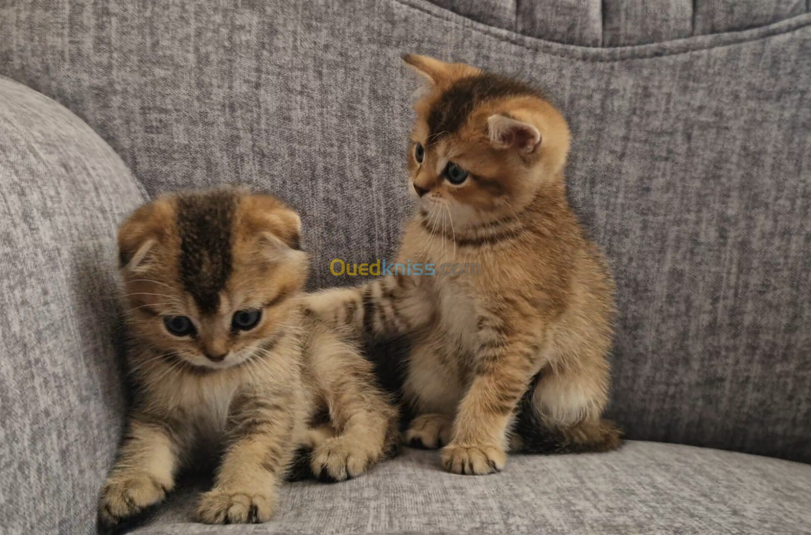 Chatons scottish et british shorthair pure race