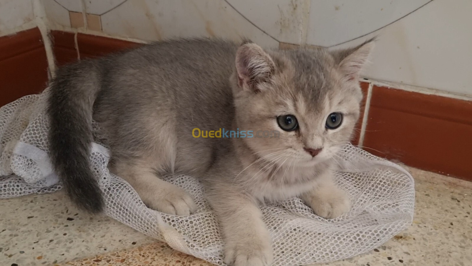 Chatons scottish et british shorthair pure race