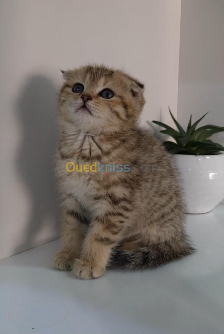 Chatons British Scottish Fold