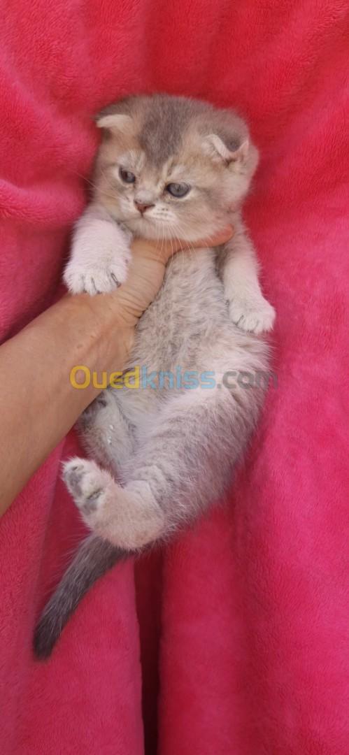 Chatons British Scottish Fold