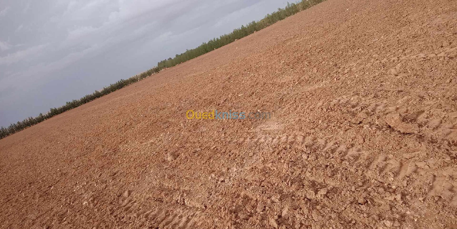 Vente Terrain Agricole Djelfa Hassi bahbah