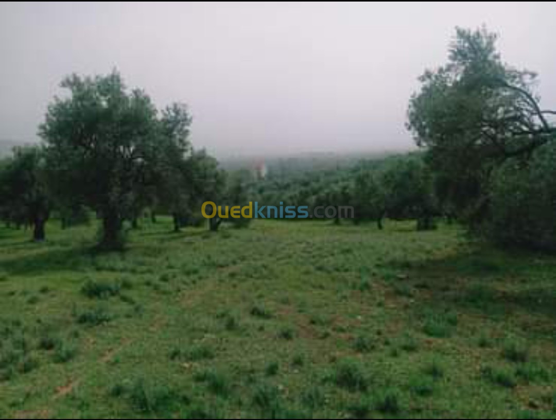 Vente Terrain Bejaia Ouzellaguen