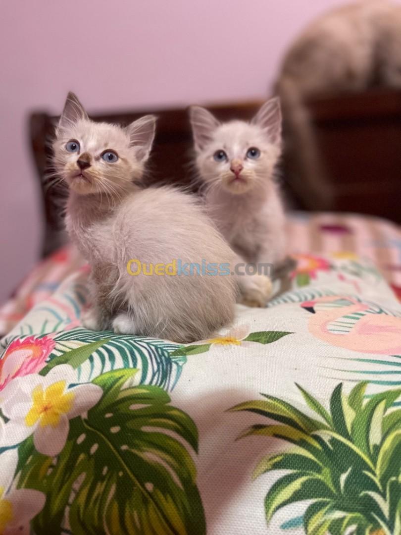 Chaton siamois croisée yeux bleux 