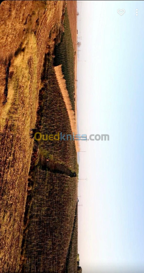 Vente Terrain Agricole Tlemcen Souahlia