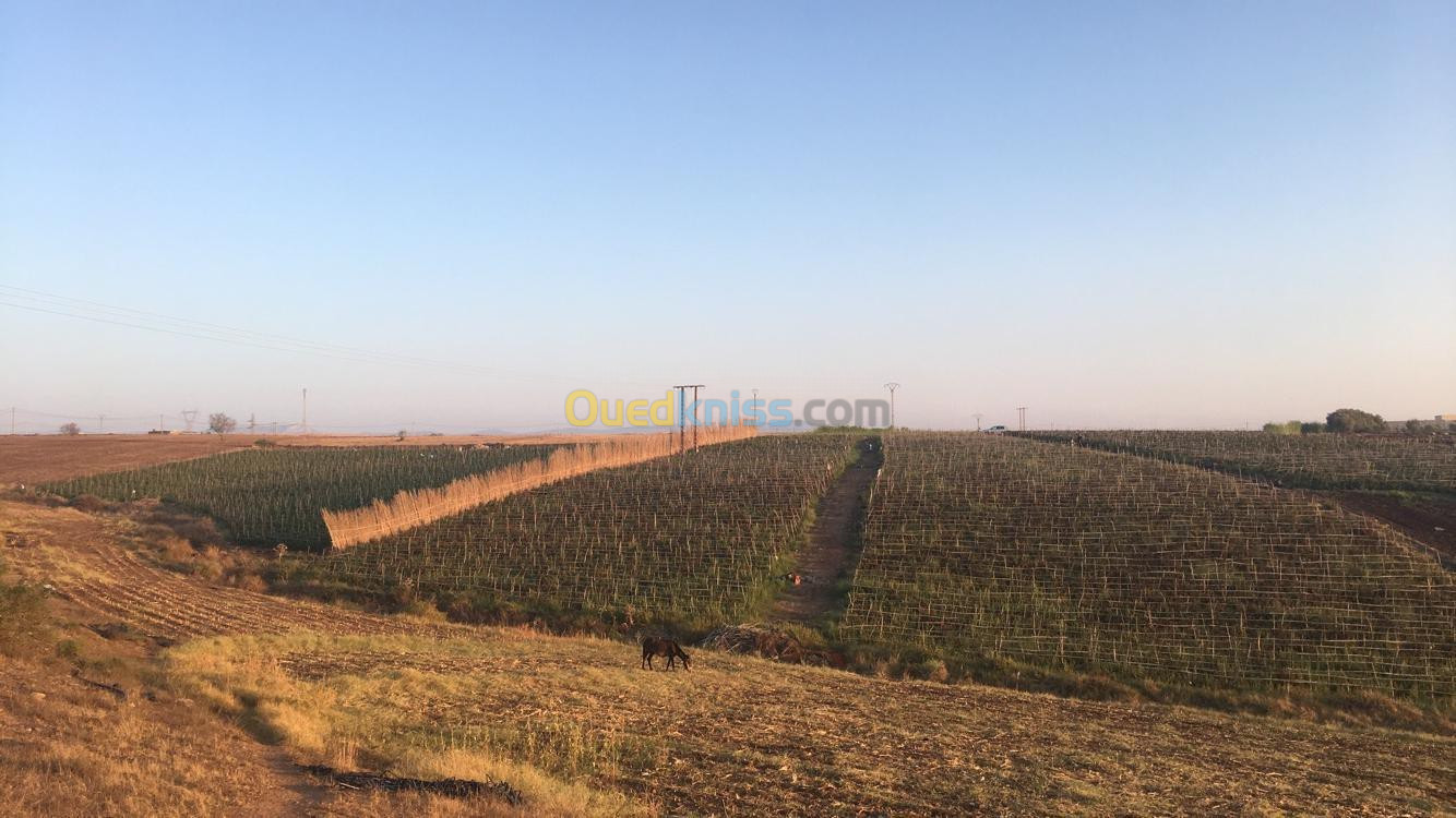 Vente Terrain Agricole Tlemcen Souahlia