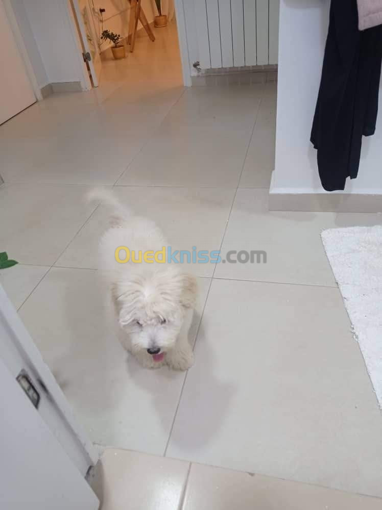 Caniche bichon Maltais de race pure 