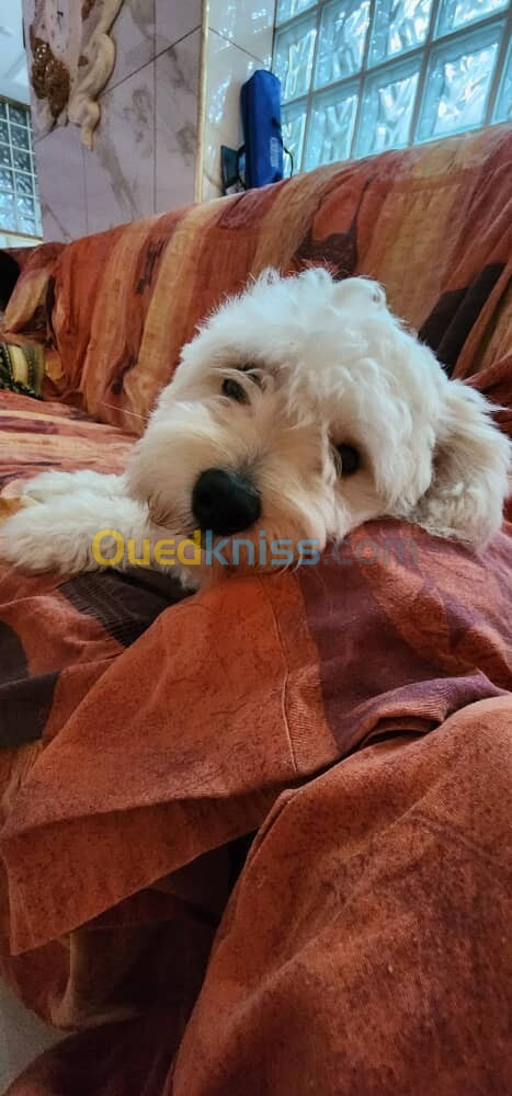 Mâle caniche bichon maltais et havanais âgée de 3 mois 