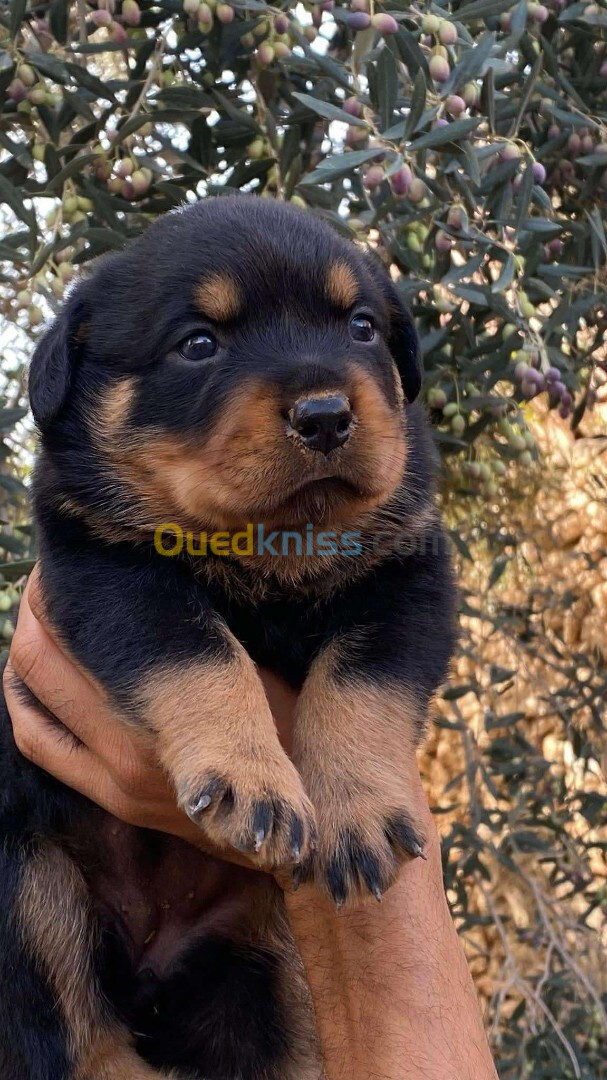 Rottweiler