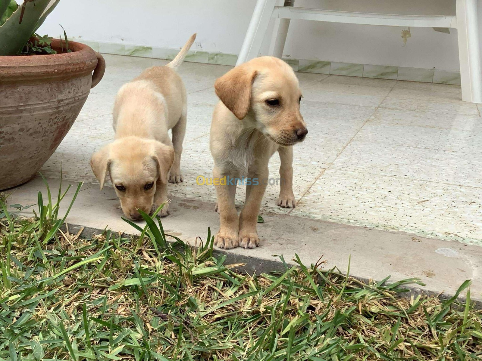 Labrador retriever 