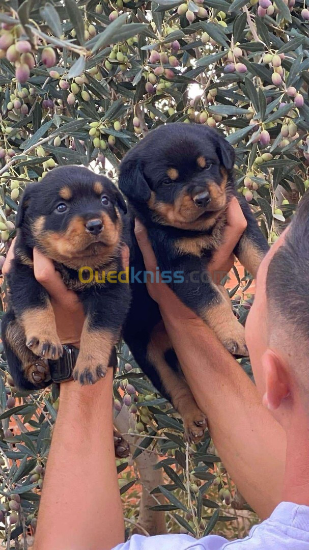 Rottweiler