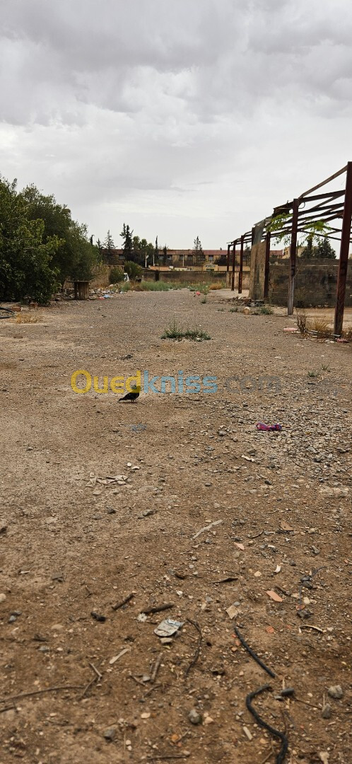 Vente Sidi Bel Abbès Sidi bel abbes