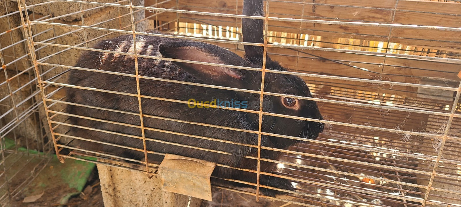 lapin ڤنين قنين أرانب أرنب