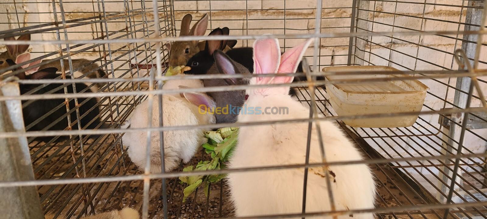 lapin ڤنين قنين أرانب أرنب