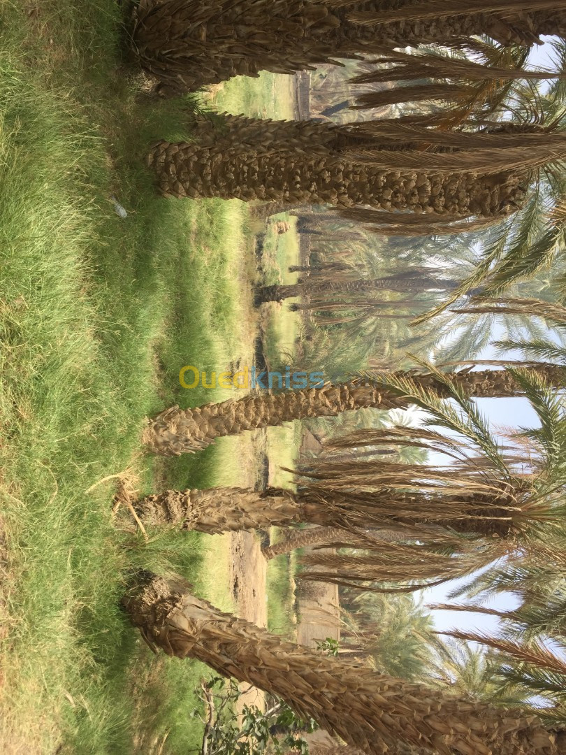 Vente Terrain Agricole Biskra Sidi okba