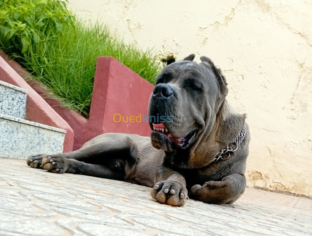 Chien Cane corso a vendre 