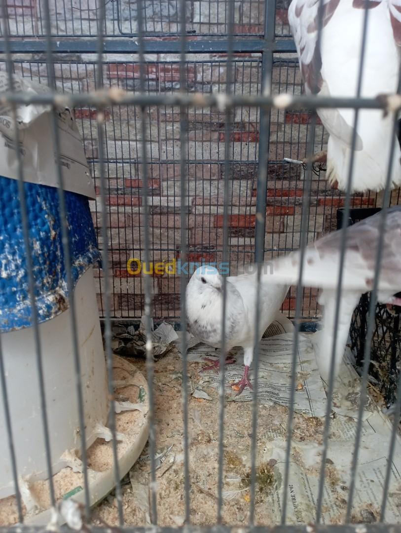 Pigeon gaditano حمام