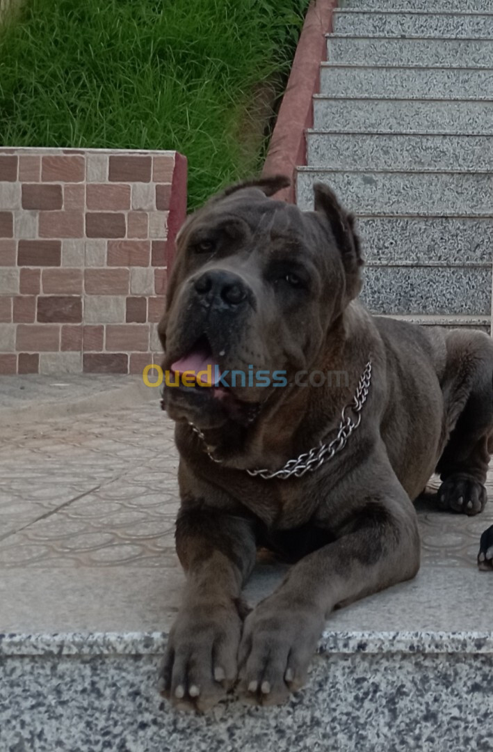 Chien Cane corso a vendre 