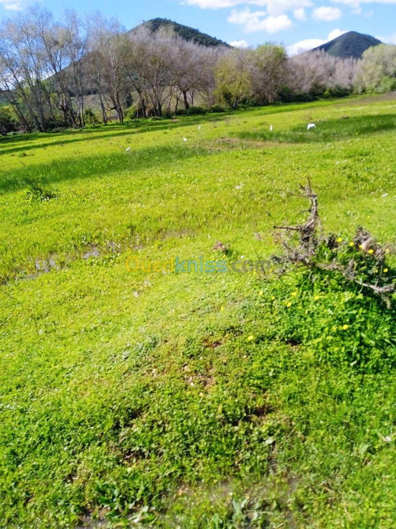 Vente Terrain Agricole Skikda El harrouch