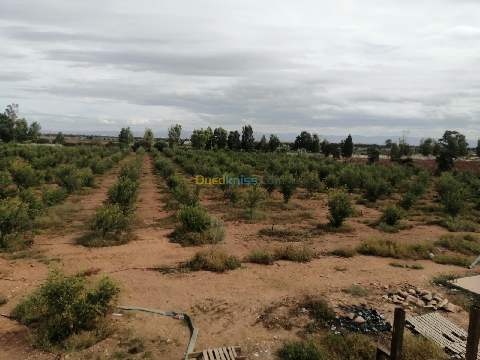 Vente Terrain Agricole Mostaganem Ain nouissi