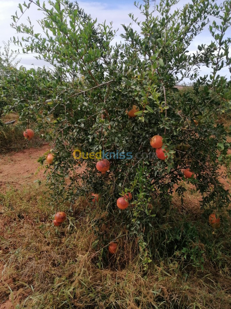 Vente Terrain Agricole Mostaganem Ain nouissi