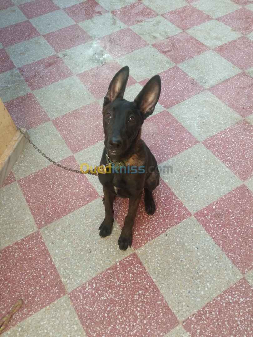 Malinois charbonné 