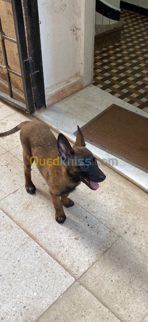 Chien malinois