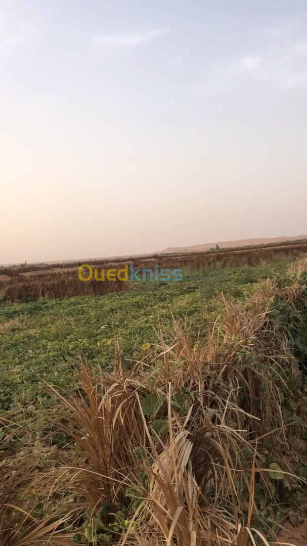 Vente Terrain Agricole Ouargla Ngoussa