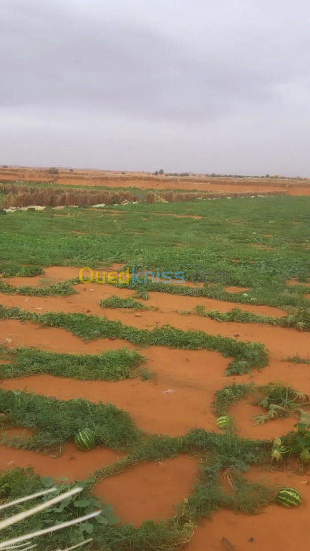 Vente Terrain Agricole Ouargla Ngoussa