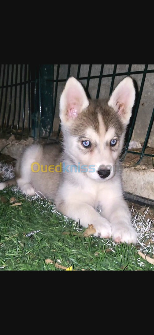 Femelle Husky