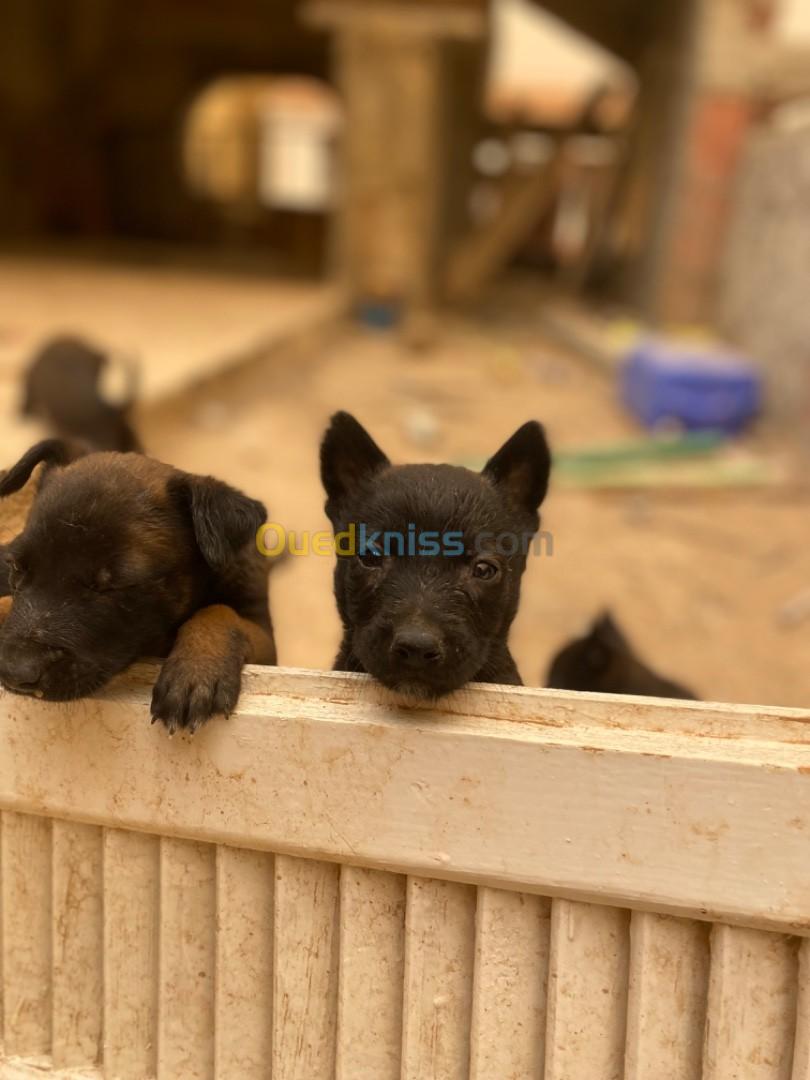 Malinois chiots pure race