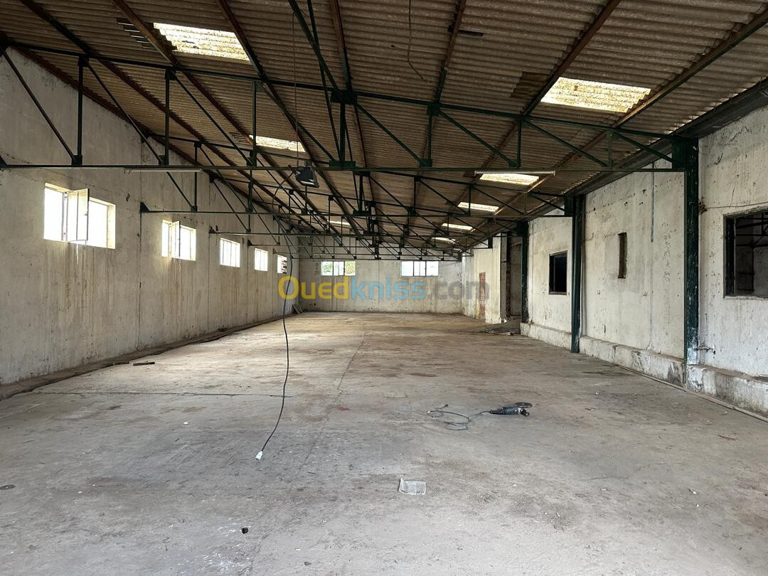 Location Hangar Alger Reghaia