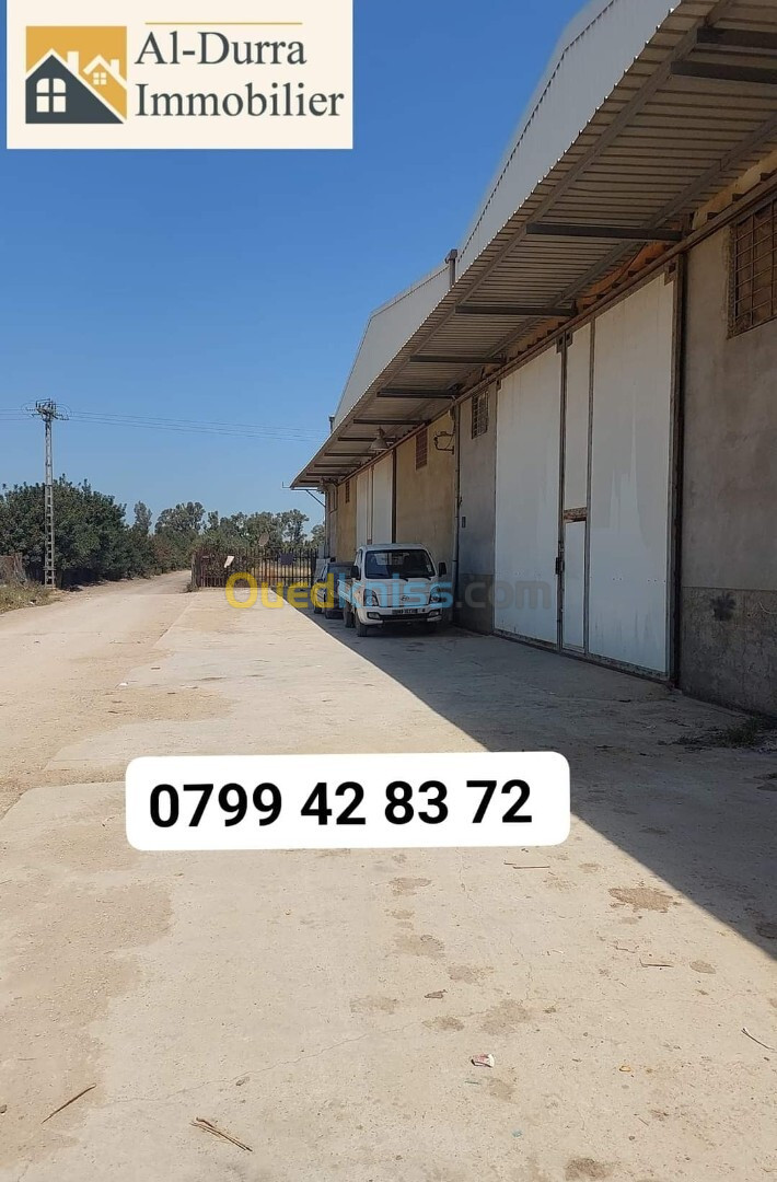 Location Hangar Blida Larbaa