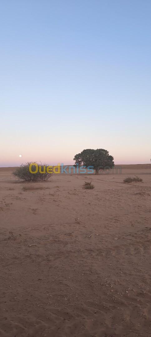 Vente Terrain Agricole Djelfa Ain oussara