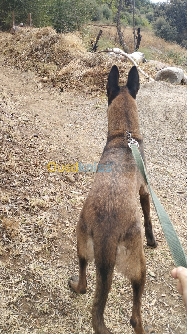 Femelle malinois presque 3 ans avec papier et puce 