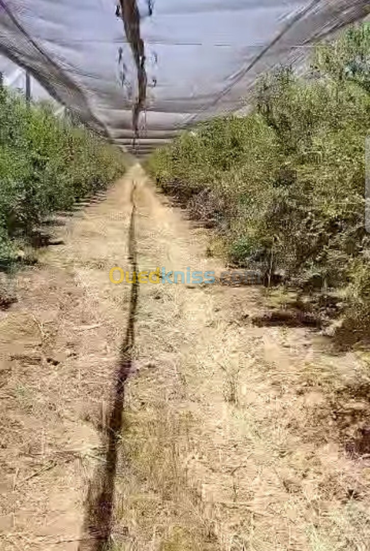 Vente Terrain Agricole Biskra Sidi okba