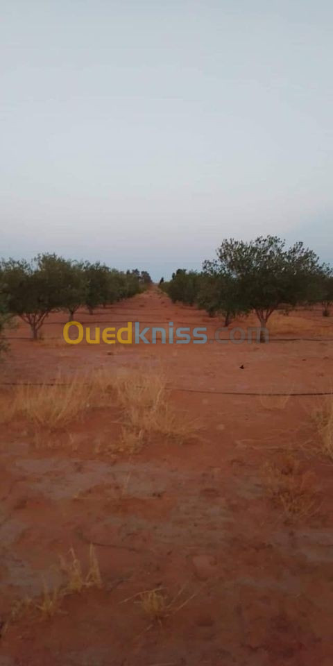 Vente Terrain Agricole Djelfa Ain oussara