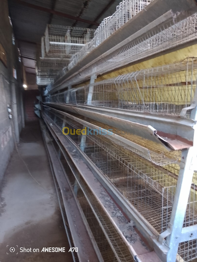 poules pondeuse capacité 4200 oeufs