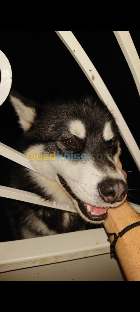 Husky mâle pour accouplement 