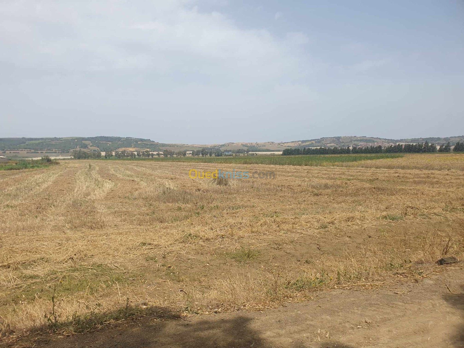 Vente Terrain Agricole Tipaza Sidi rached