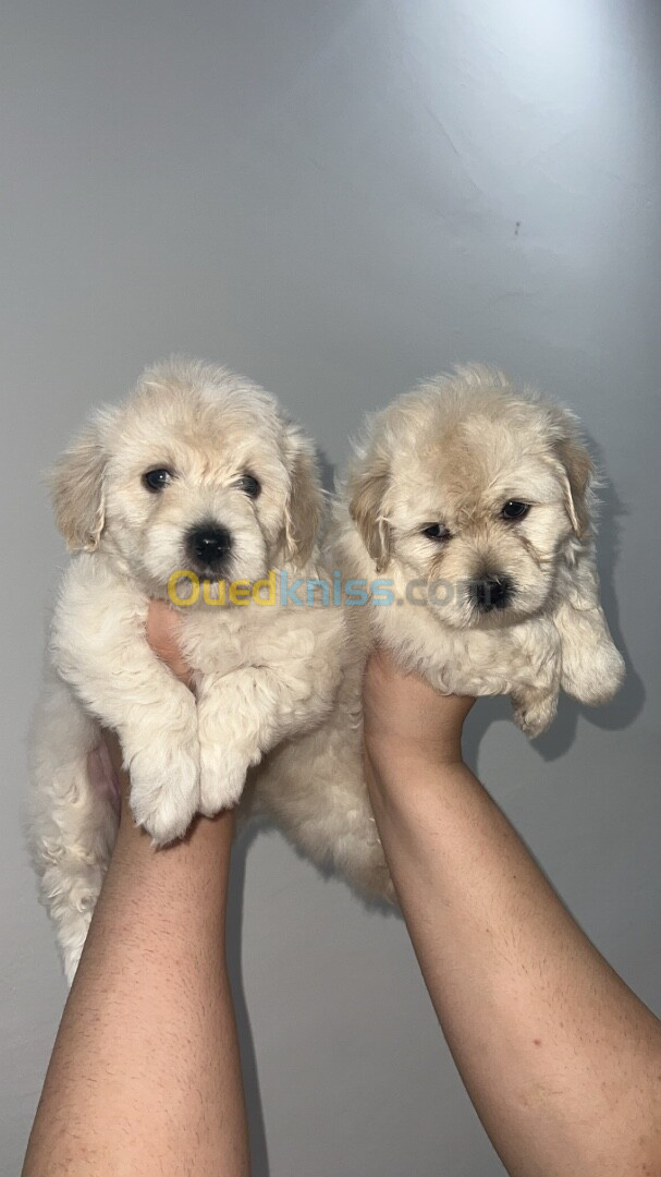 Caniche bichon maltais nais pure race 