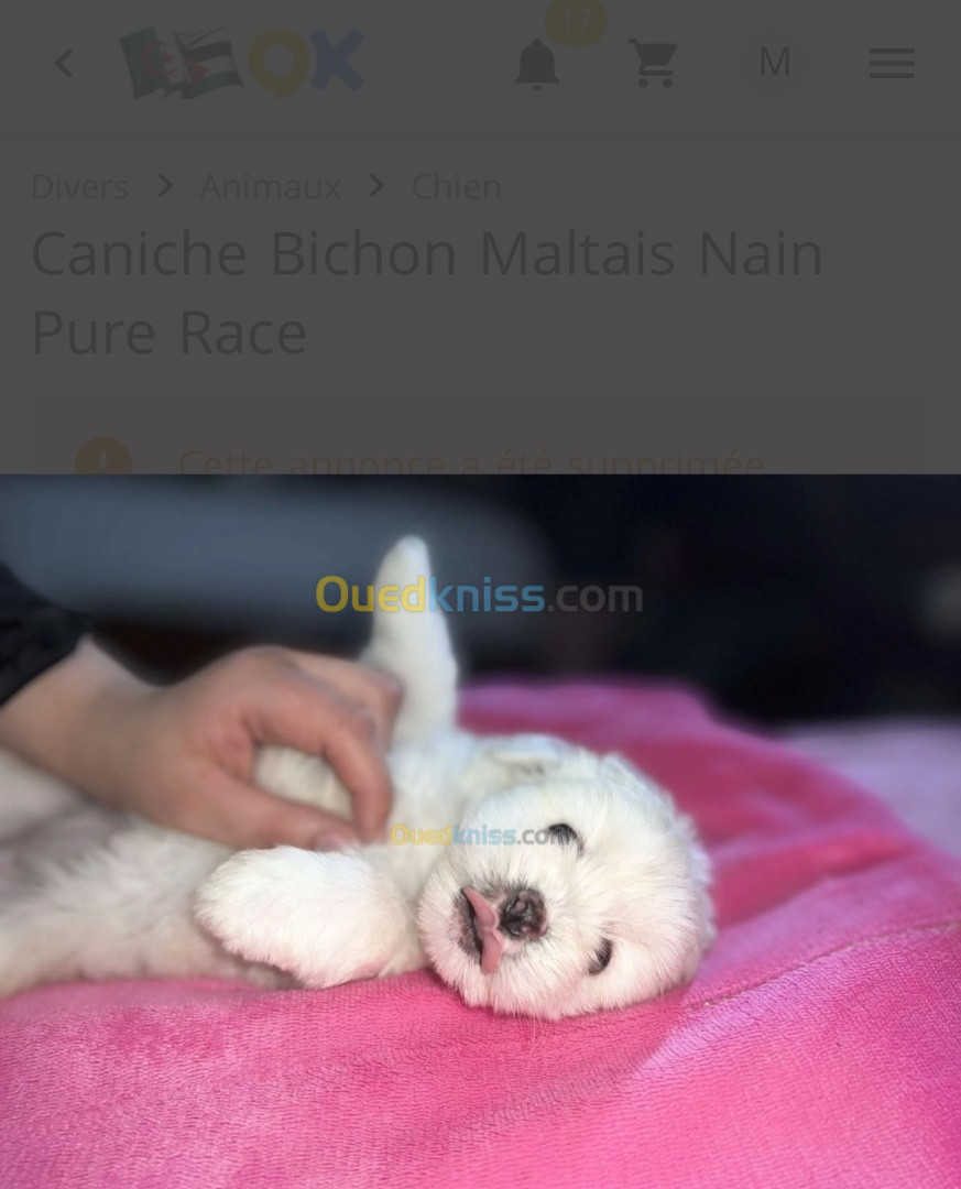 Caniche bichon maltais pure race