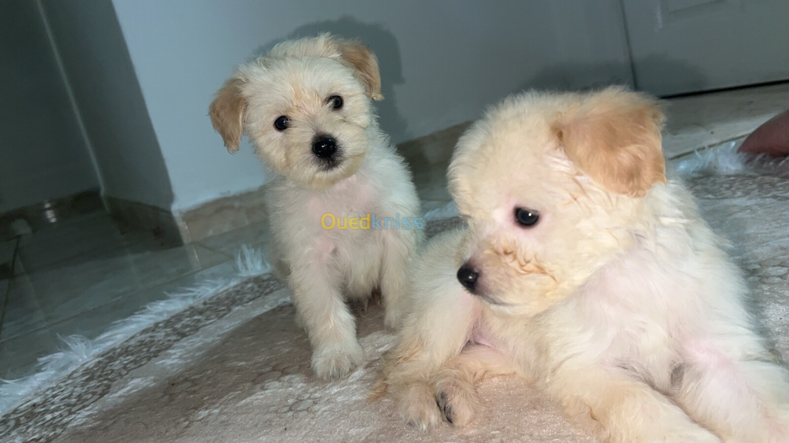 Caniche bichon havanais nain pure race 