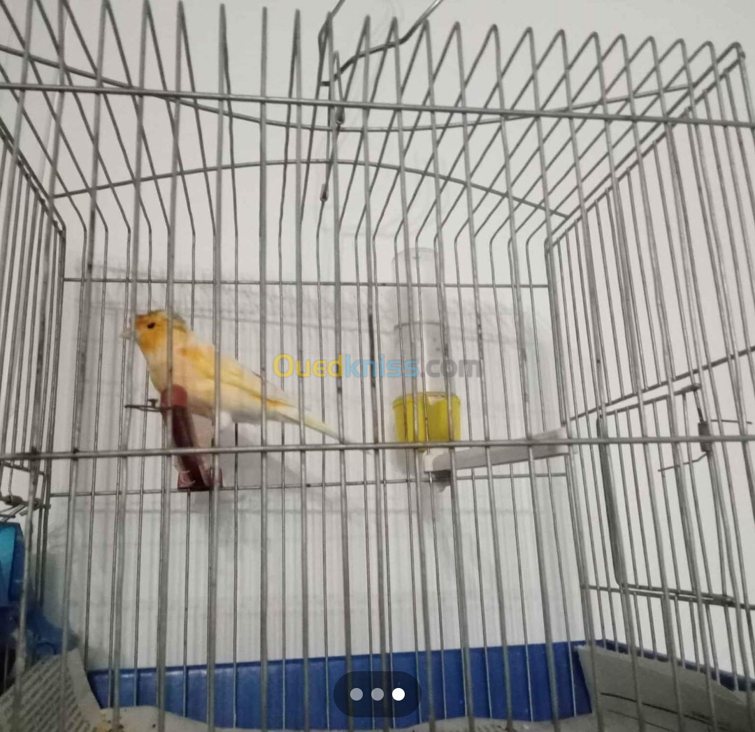 Couple canari 