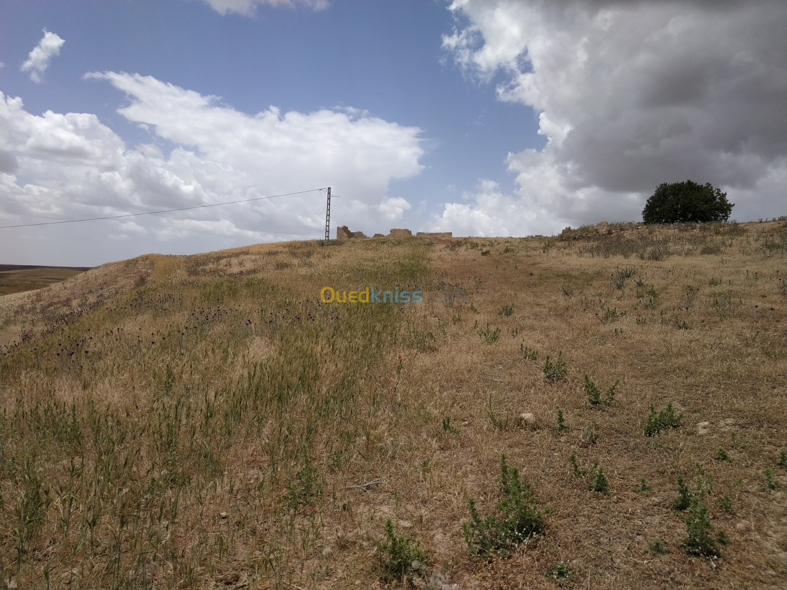 Vente Terrain Agricole Sétif El ouricia