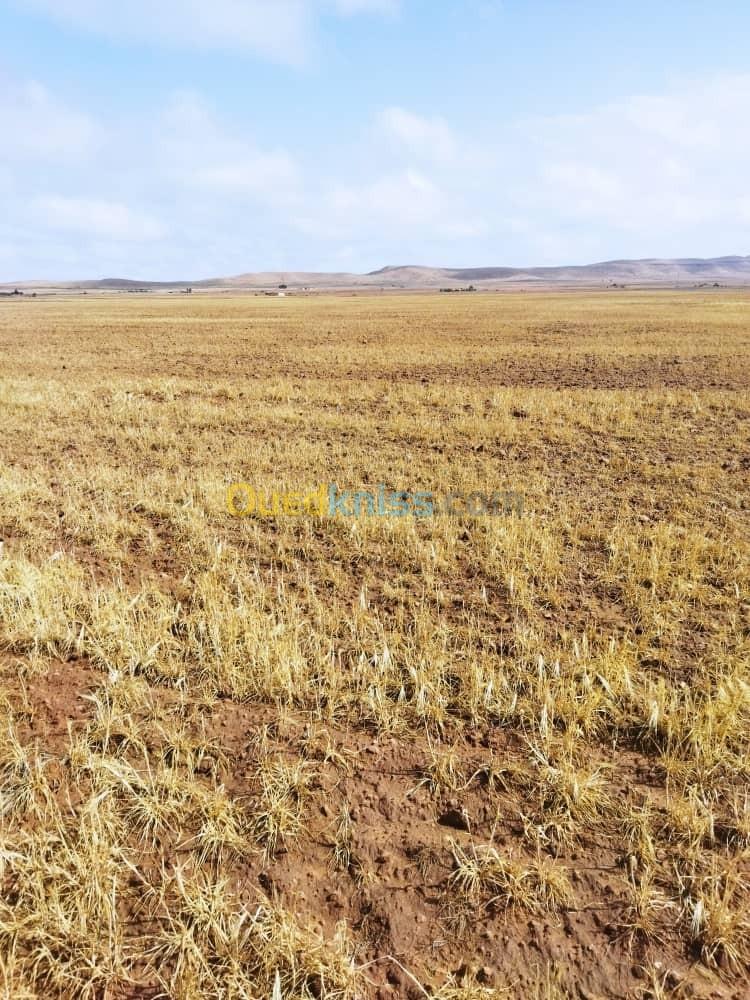 Vente Terrain Agricole Djelfa Benhar