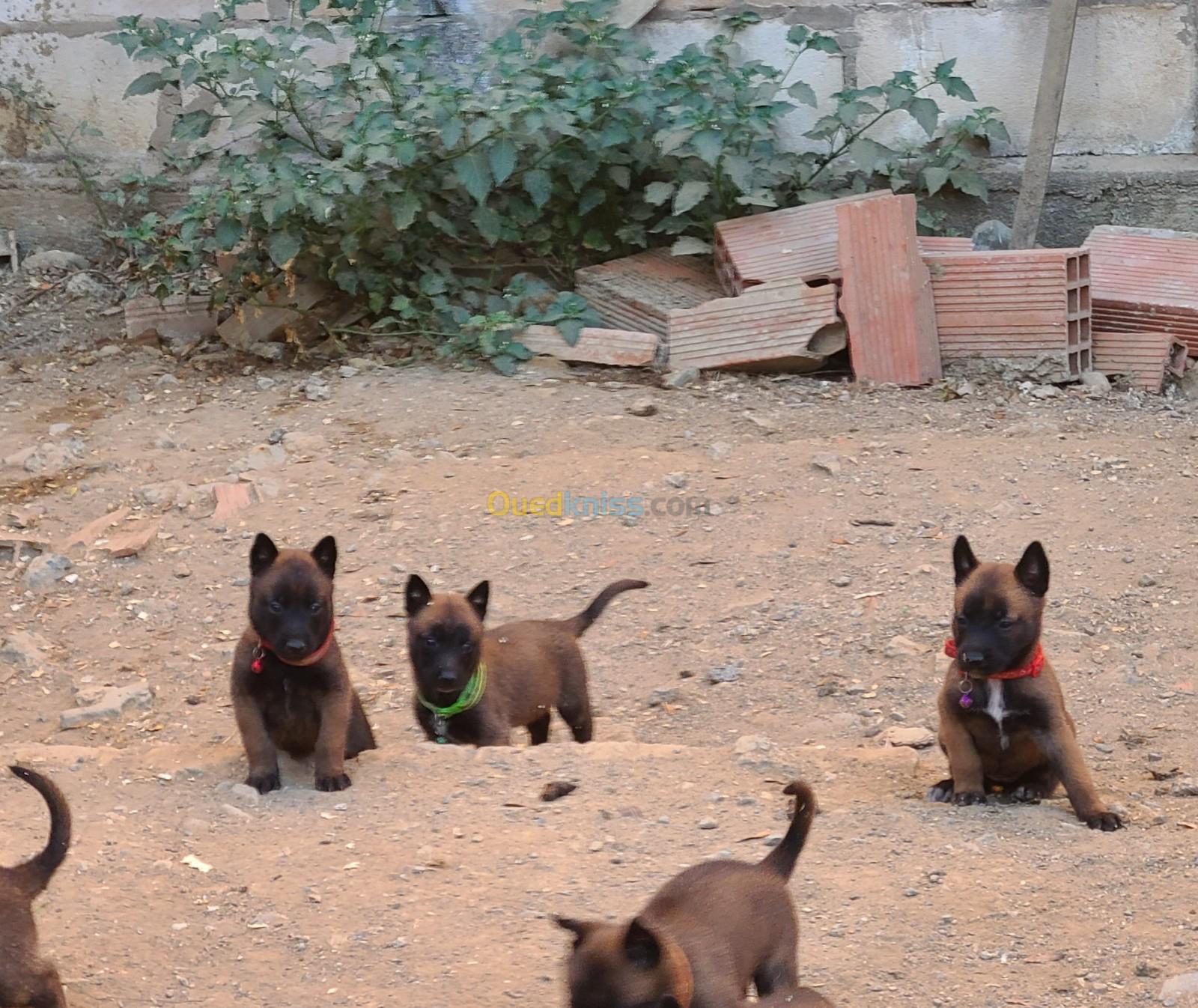 Chiots malinois 