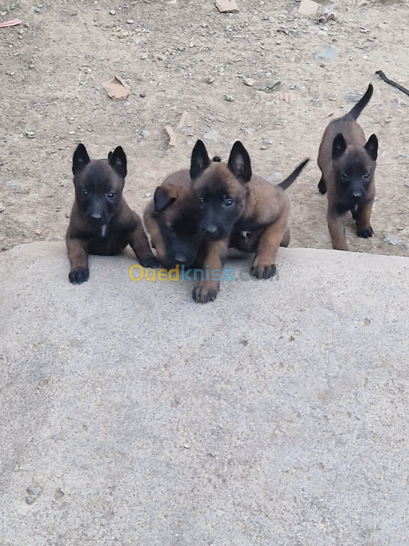 Chiot malinois 